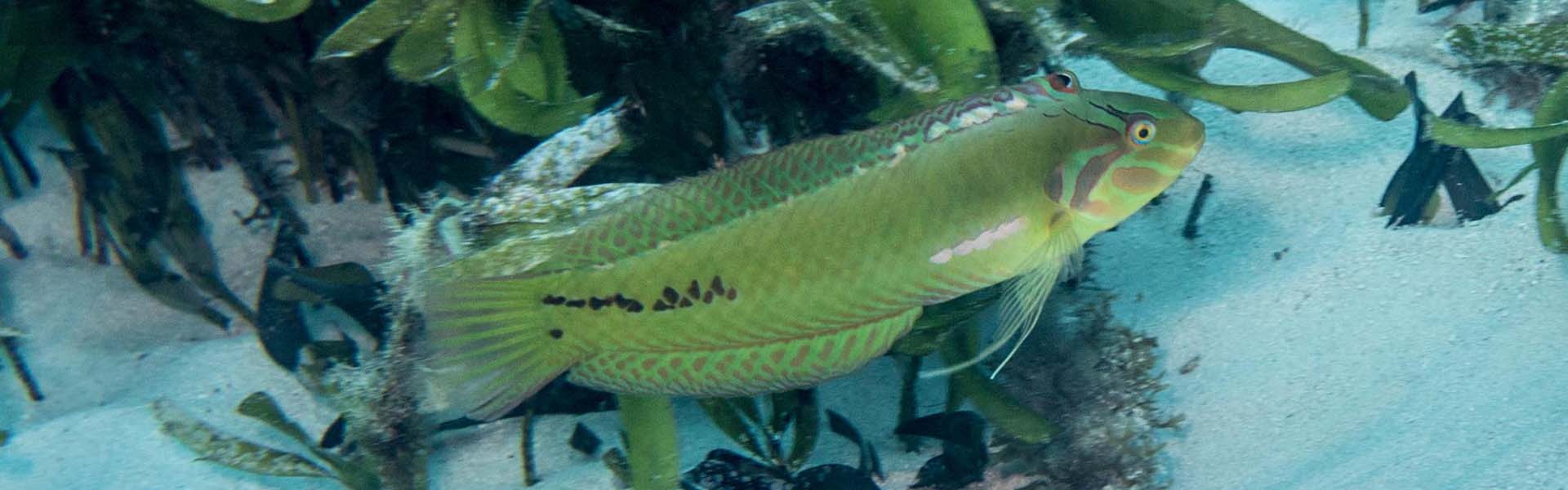 The Seagrass Wrasse